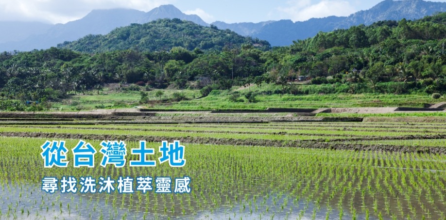 從台灣土地尋找洗沐植萃靈感 一片農田上插著秧苗,農田後面是好多座山,山上有茂盛的樹林。