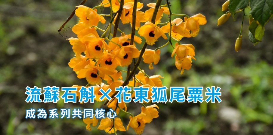 流蘇石斛×花東狐尾粟米,成為系列共同核心 一株石斛垂掛下來,咖啡色的樹枝上掛著好幾朵黃色盛開的石斛花。